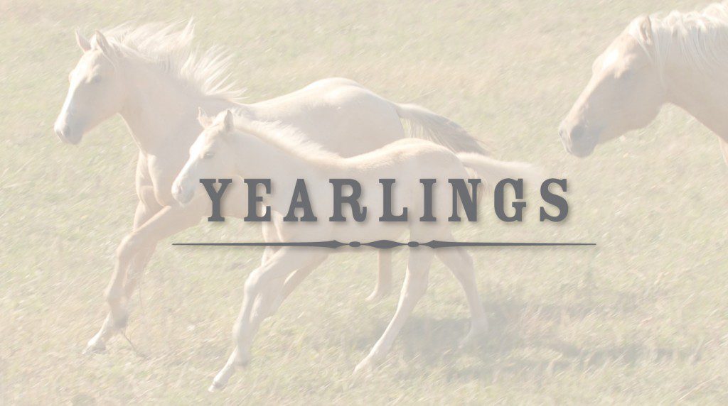 Yearlings available